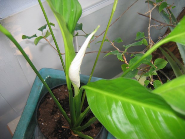 Baby Peace Lily Flower