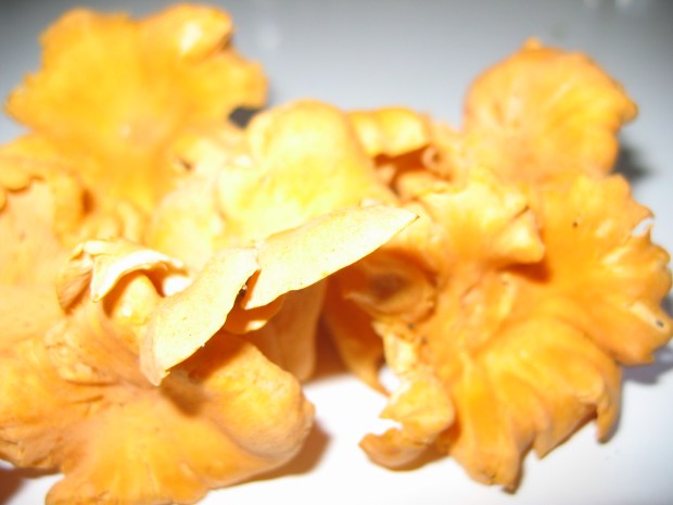 Chanterelles
